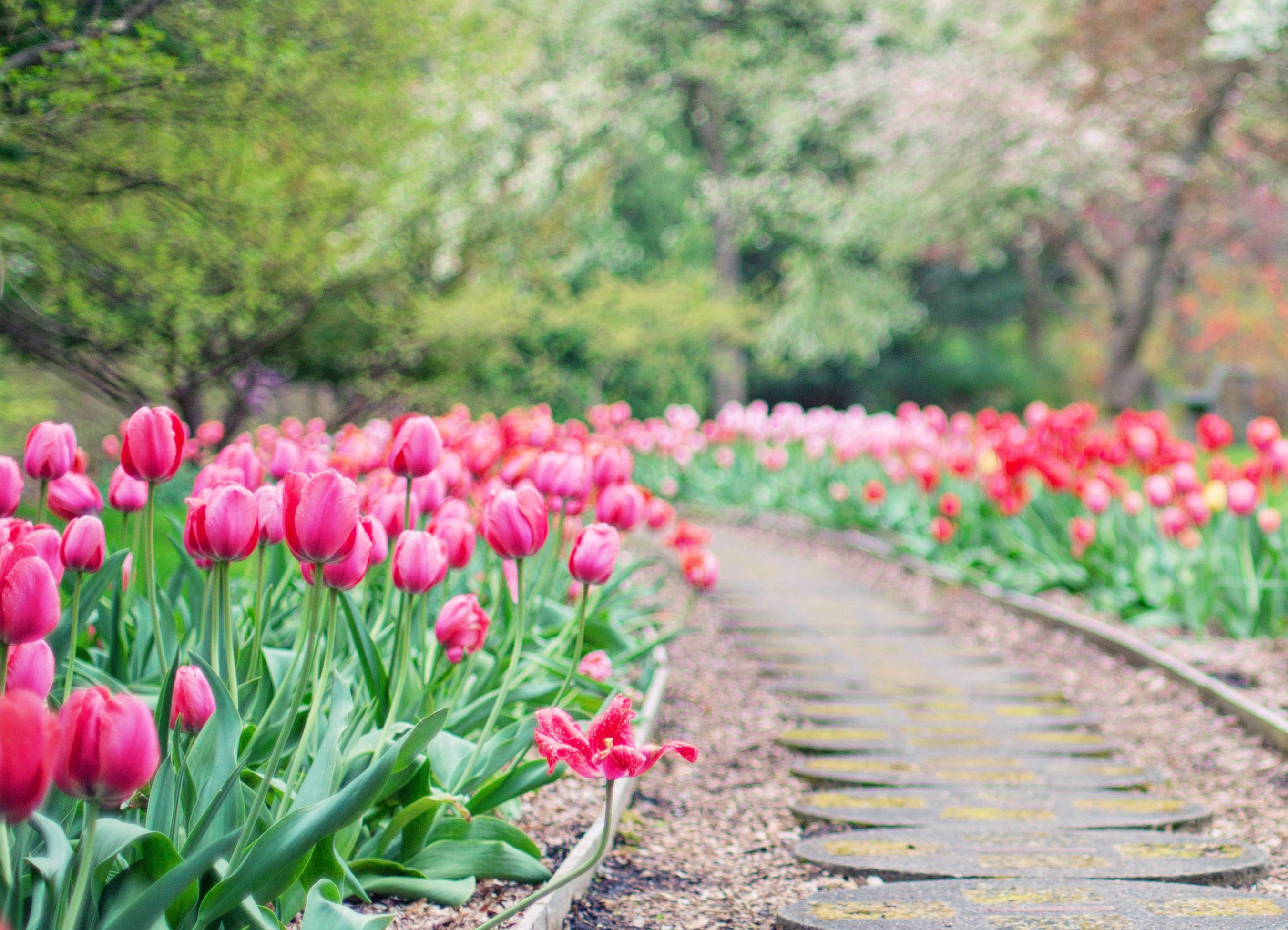 Das Bild zeigt ein Blumenbeet mit roten Tulpenonen im Gespräch